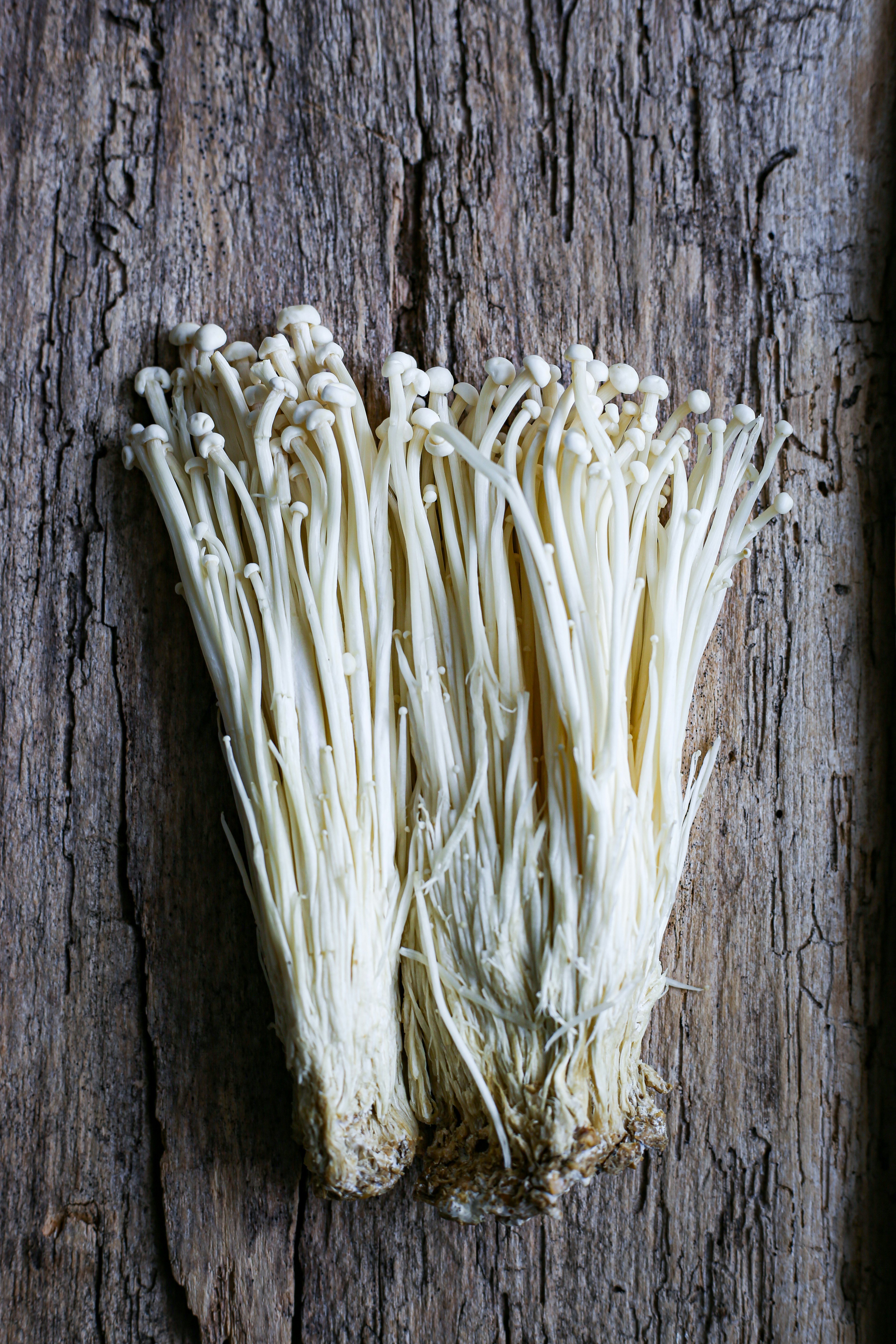 white plant on brown wooden surface